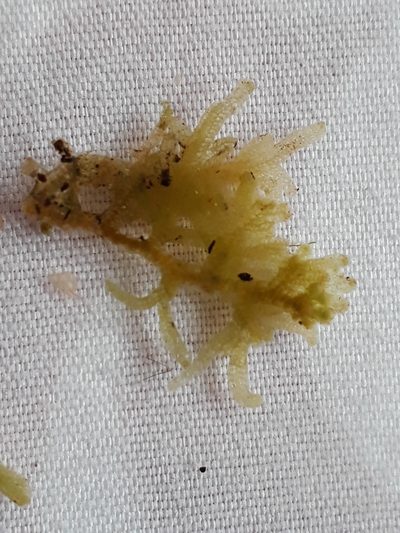 Trichocolea rigida, photographed by Leon Perrie