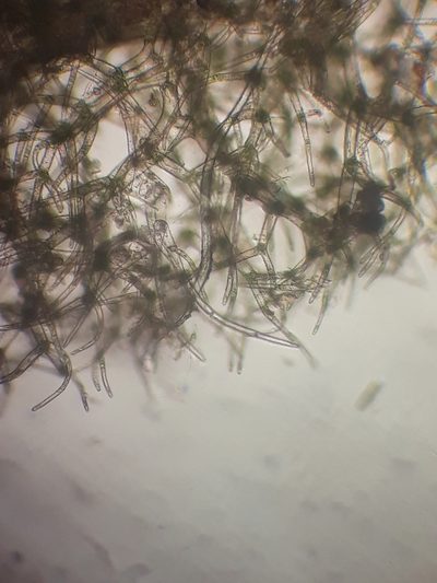 Trichocolea rigida, photographed by Leon Perrie