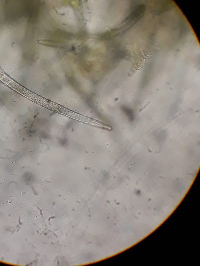 Trichocolea rigida, photographed by Leon Perrie