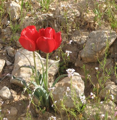 Tulipa systola, photographed by Henrik Kibak