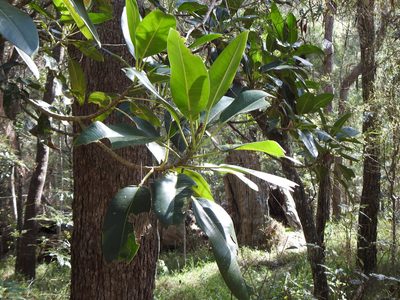 Ficus macrophylla, photographed by Greg Tasney