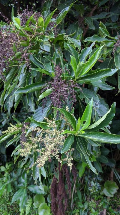 Wendlandia luzoniensis, photographed by Cheng-Te Hsu
