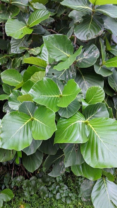 Neonauclea reticulata, photographed by Cheng-Te Hsu