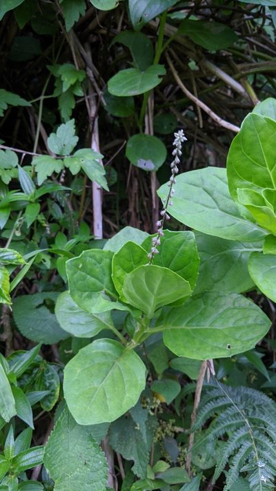 Gynura elliptica, photographed by Cheng-Te Hsu