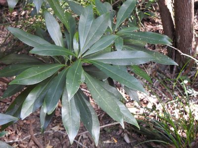 Planchonella chartacea, photographed by Greg Tasney