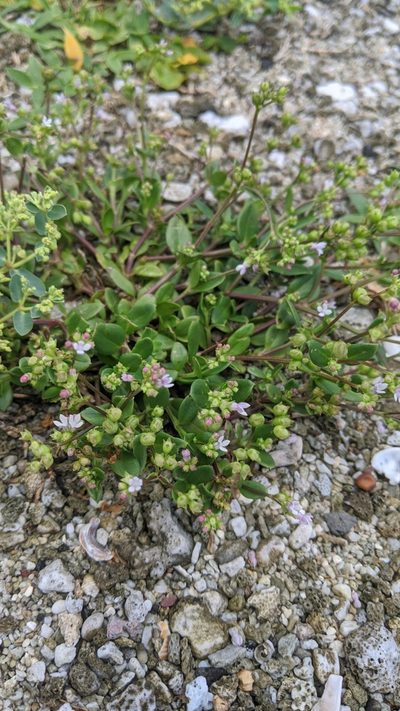 Leptopetalum racemosum, photographed by Cheng-Te Hsu