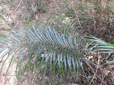 Macrozamia lucida, photographed by Greg Tasney