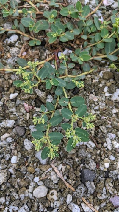 Euphorbia atoto, photographed by Cheng-Te Hsu