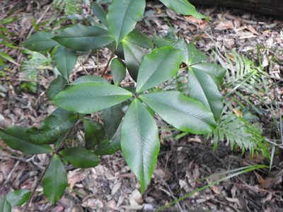Alyxia magnifolia, photographed by Greg Tasney