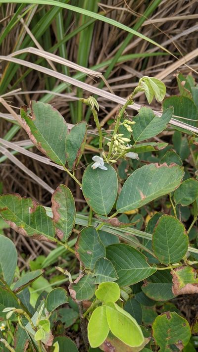 Dendrolobium umbellatum, photographed by Cheng-Te Hsu