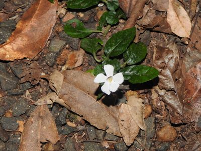 Brunoniella spiciflora, photographed by Greg Tasney