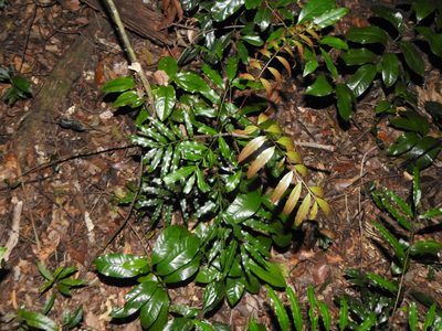 Mischarytera lautereriana, photographed by Greg Tasney