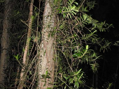 Freycinetia scandens, photographed by Greg Tasney