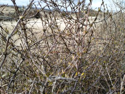 Coprosma intertexta, photographed by John Barkla