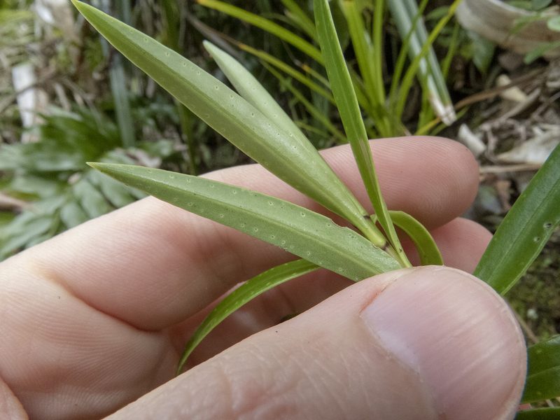 Veronica townsonii, photographed by Sebastian Doak