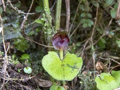 Corybas rivularis, photographed by Sebastian Doak