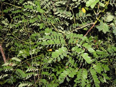 Mezoneuron scortechinii, photographed by Greg Tasney