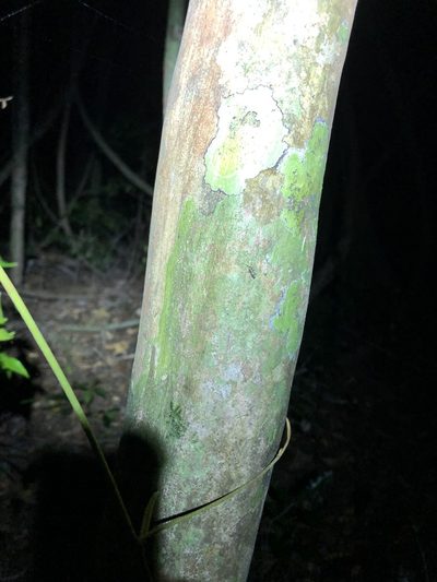 Gossia acmenoides, photographed by Greg Tasney