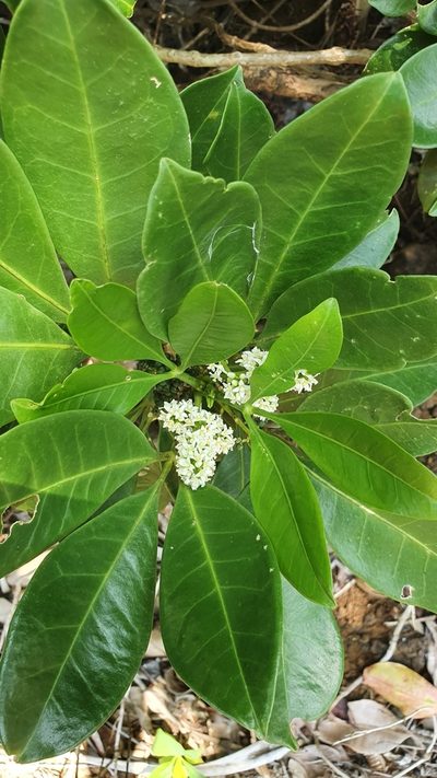 Melicope triphylla, photographed by Heng Chian Li
