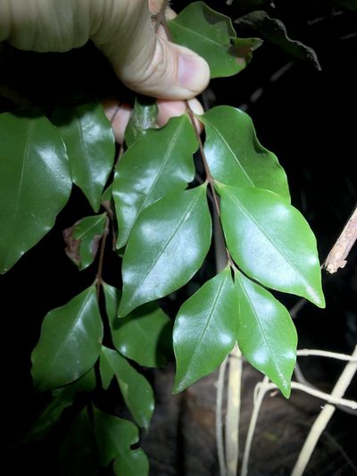 Gossia acmenoides, photographed by Greg Tasney