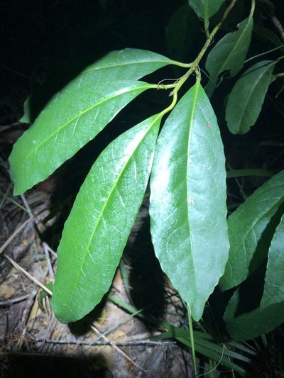 Symplocos stawellii, photographed by Greg Tasney