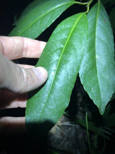 Symplocos stawellii, photographed by Greg Tasney