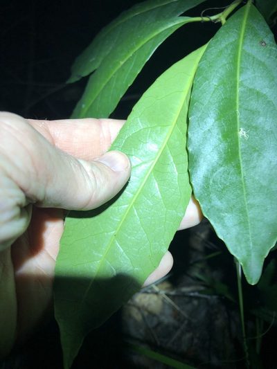 Symplocos stawellii, photographed by Greg Tasney