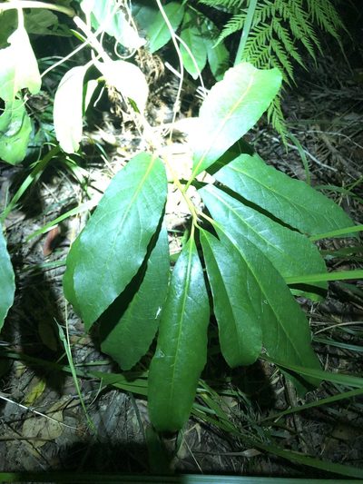 Symplocos stawellii, photographed by Greg Tasney