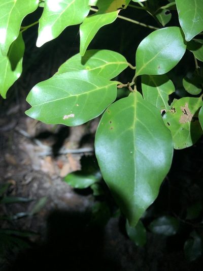 Hodgkinsonia ovatiflora, photographed by Greg Tasney