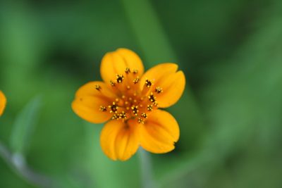 Sclerocarpus divaricatus, photographed by Luis F. Ramírez