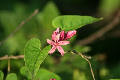 Cynanchum ligulatum, photographed by Luis F. Ramírez