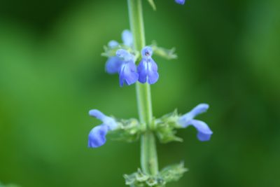 Salvia longispicata, photographed by Luis F. Ramírez