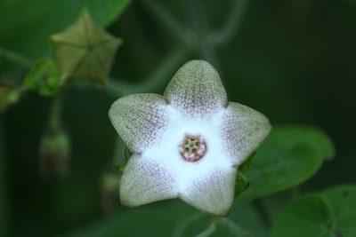 Polystemma guatemalense, photographed by Luis F. Ramírez