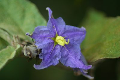 Solanum houstonii, photographed by Luis F. Ramírez