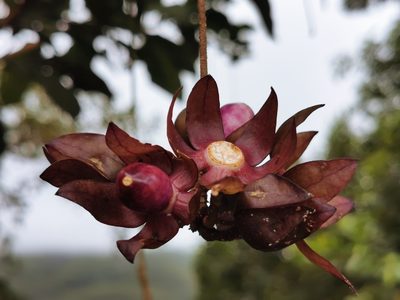 Merinthopodium neuranthum, photographed by Elías Torres Arroyo