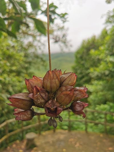 Merinthopodium neuranthum, photographed by Elías Torres Arroyo