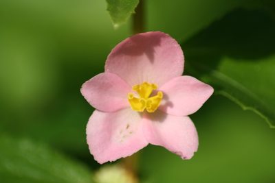 Begonia gracilis, photographed by Luis F. Ramírez
