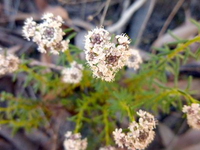 Poranthera ericifolia, photographed by Kiri Bee