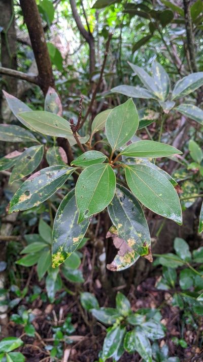 Neolitsea aurata, photographed by Cheng-Te Hsu