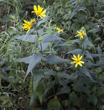 Helianthus strumosus, photographed by aarongunnar