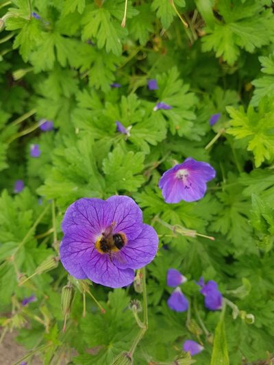 Geranium saxatile, photographed by Clare M Clark