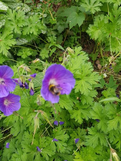 Geranium saxatile, photographed by Clare M Clark
