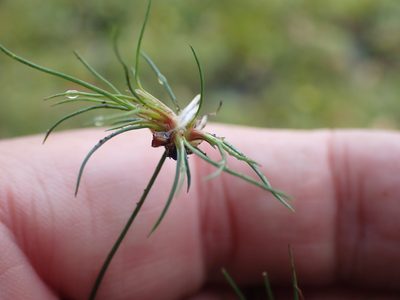 Juncus bulbosus, photographed by Robert H. Wardell