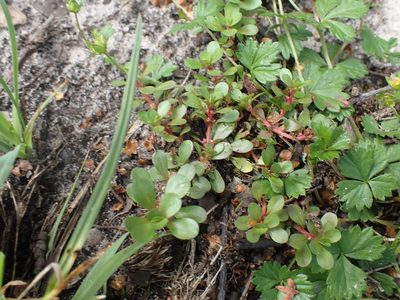 Lythrum portula, photographed by Robert H. Wardell