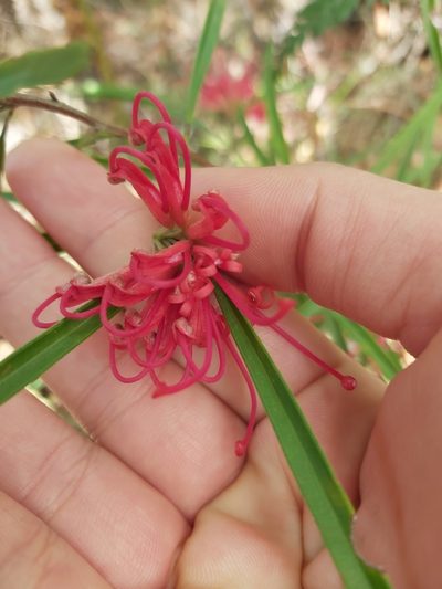 Grevillea oleoides, photographed by Tim
