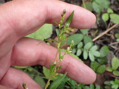 Persicaria minor, photographed by Robert H. Wardell
