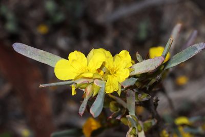 Hibbertia subvaginata, photographed by T. Hammer