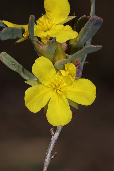 Hibbertia subvaginata, photographed by T. Hammer