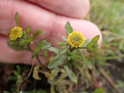 Pulicaria vulgaris, photographed by Robert H. Wardell