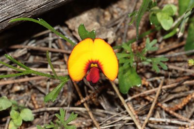 Isotropis cuneifolia, photographed by T. Hammer